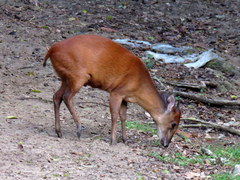 Cephalophorus natalensis natalensis