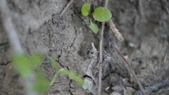 Anaxyrus