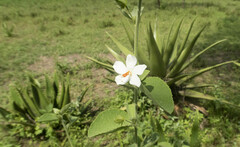 Kosteletzkya depressa