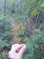 Rhynchosia longeracemosa