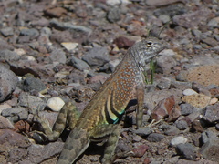 Cophosaurus texanus scitulus