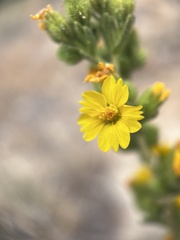 Deinandra mohavensis