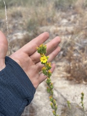 Deinandra mohavensis