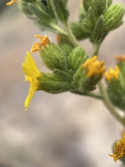 Deinandra mohavensis