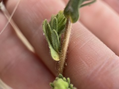Deinandra mohavensis