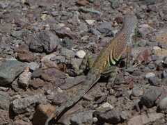 Cophosaurus texanus scitulus