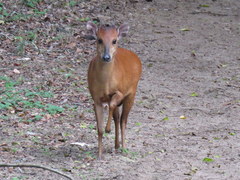 Cephalophorus natalensis natalensis