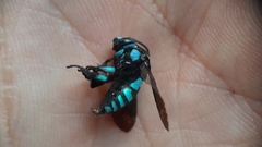 Thyreus nitidulus nitidulus