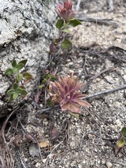 Monardella macrantha