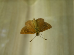 Butleria quilla