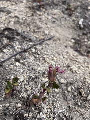 Monardella macrantha