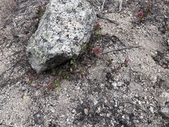 Monardella macrantha