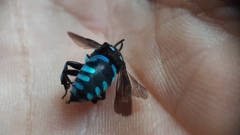 Thyreus nitidulus nitidulus