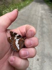 Limenitis lorquini burrisoni
