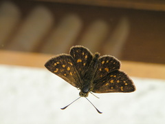 Butleria quilla
