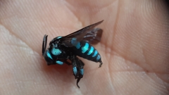 Thyreus nitidulus nitidulus