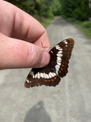 Limenitis lorquini burrisoni