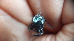 Thyreus nitidulus nitidulus