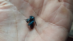 Thyreus nitidulus nitidulus