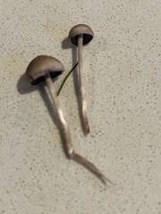Fungi