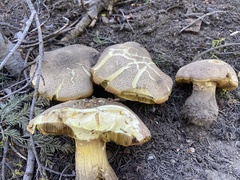 Butyriboletus abieticola