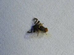 Rhagoletis cingulata
