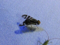 Rhagoletis cingulata