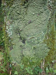 Pannaria minutiphylla