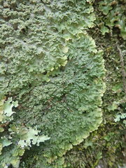 Pannaria minutiphylla