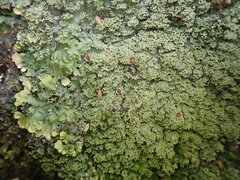 Pannaria minutiphylla