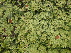 Pannaria minutiphylla