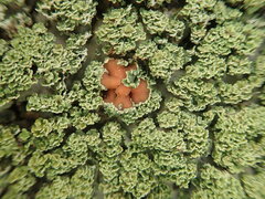 Pannaria minutiphylla