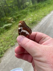 Limenitis lorquini burrisoni