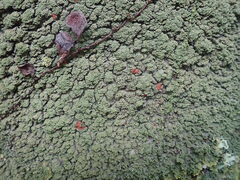 Pannaria minutiphylla
