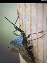 Acanthocephala thomasi