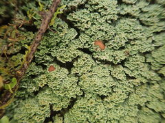 Pannaria minutiphylla