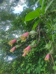 Bomarea