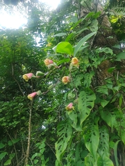 Bomarea