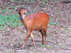 Cephalophorus natalensis natalensis