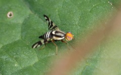 Rhagoletis striatella