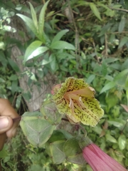 Bomarea