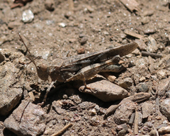 Trimerotropis fontana