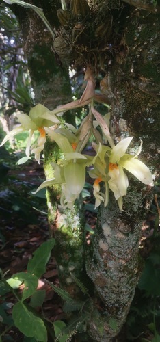 Stanhopea ruckeri, photograph 1