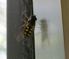 Syrphus octomaculatus