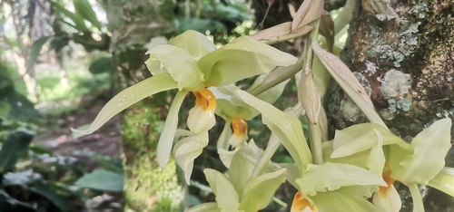 Stanhopea ruckeri, photograph 2