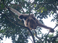 Brachyteles arachnoides