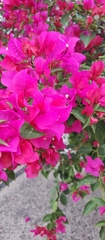 Bougainvillea