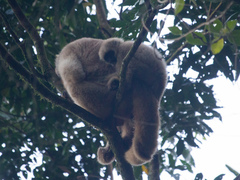 Brachyteles arachnoides