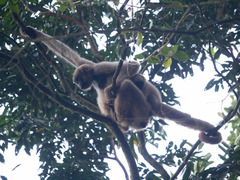 Brachyteles arachnoides