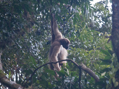 Brachyteles arachnoides